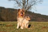 BERGER AUSTRALIEN - ADULT & PUPPY 084